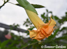 Brugmansia 'Orange Lantern' - Hybrid Angel Trumpet Brugie Starter Plant