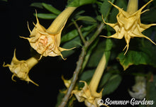 Brugmansia 'Orange Sunburst' - Hybrid Angel Trumpet Plant