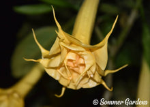 Brugmansia 'Orange Sunburst' - Hybrid Angel Trumpet Plant