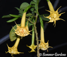 Brugmansia 'Orange Sunburst' - Hybrid Angel Trumpet Brugie Starter Plant
