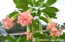 Brugmansia 'Pinkalicious' - Hybrid Angel Trumpet Plant