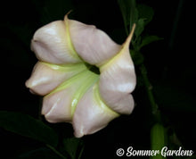 Brugmansia 'Pink Dawn' - Unrooted Cuttings