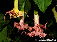 Brugmansia 'Pink Starburst' - Hybrid Angel Trumpet Brugie Starter Plant