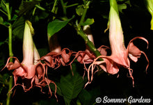 Brugmansia 'Pink Starburst' - Hybrid Angel Trumpet Plant