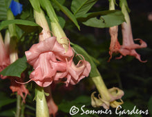 Brugmansia 'Pinkalicious' - Unrooted Cuttings