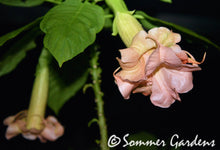 Brugmansia 'Pinkalicious' - Hybrid Angel Trumpet Plant