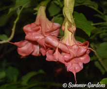 Brugmansia 'Raspberry Ripple' - Hybrid Angel Trumpet Plant