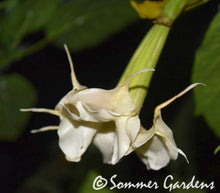 Brugmansia 'Snow Star' - Hybrid Angel Trumpet Plant