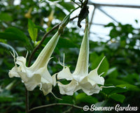 Brugmansia 'Snow Star' - Hybrid Angel Trumpet Plant