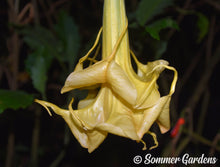 Brugmansia 'Sommer Sunrise' - Hybrid Angel Trumpet Brugie Starter Plant