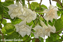 Brugmansia 'Sommer Love' - Hybrid Angel Trumpet Plant