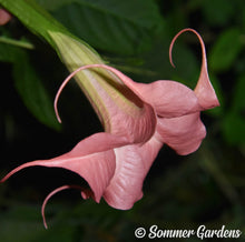 Brugmansia 'Sommer Peaks' - Hybrid Angel Trumpet Plant