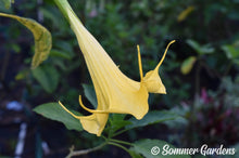Brugmansia 'Sunglow' - Hybrid Angel Trumpet Plant