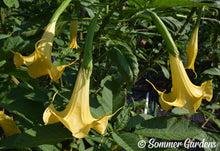Brugmansia 'Sunglow' - Hybrid Angel Trumpet Brugie Starter Plant