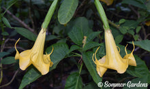 Brugmansia 'Sunglow' - Hybrid Angel Trumpet Plant
