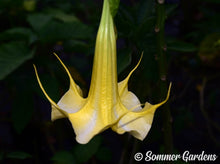 Brugmansia 'Sunglow' - Hybrid Angel Trumpet Brugie Starter Plant