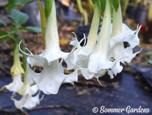 Brugmansia 'White Chistmas' - Hybrid Angel Trumpet Plant