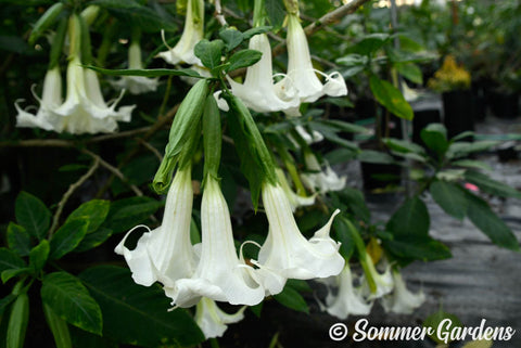 Brugmansia 'White Dove' - Hybrid Angel Trumpet Plant