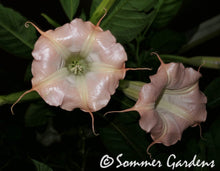 Brugmansia 'Xena' - Unrooted Cuttings