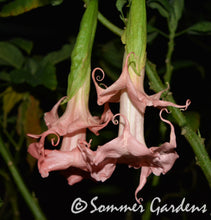 Brugmansia 'Angels Exotic' - Hybrid Angel Trumpet Plant