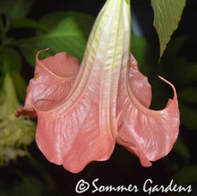 Brugmansia 'Strawberry Wave' - 3 Unrooted Cuttings