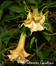 Brugmansia 'Angels Golden Dreams' - Hybrid Angel Trumpet Plant