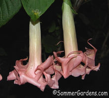Brugmansia 'Angels Exotic' - Unrooted Cuttings