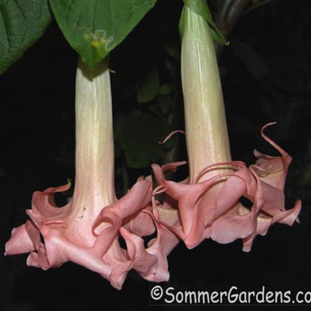 Brugmansia 'Angels Exotic' - Unrooted Cuttings