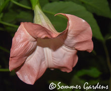 Brugmansia 'Strawberry Wavel' - Hybrid Angel Trumpet Plant