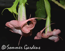 Brugmansia 'Strawberry Swirl' - Hybrid Angel Trumpet Plant