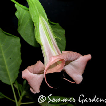 Brugmansia 'Strawberry Swirl' - Unrooted Cuttings