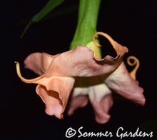 Brugmansia 'Canadian Sunset' - Hybrid Angel Trumpet Plant