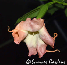 Brugmansia 'Canadian Sunset' - Unrooted Cuttings
