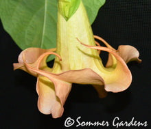 Brugmansia 'Canadian Sunset' - Unrooted Cuttings