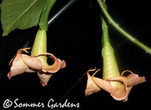 Brugmansia 'Canadian Sunset' - Hybrid Angel Trumpet Brugie Starter Plant