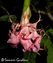 Brugmansia 'Dalen's Pink Amour' - Hybrid Angel Trumpet Plant
