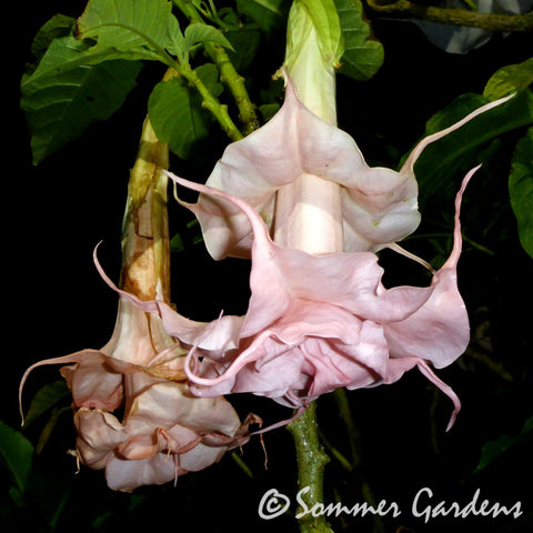 Brugmansia 'Dalen's Pink Amour' - Hybrid Angel Trumpet Plant