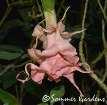 Brugmansia 'Dalen's Pink Amour' - Unrooted Cuttings