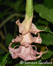 Brugmansia 'Dalen's Pink Amour' - Unrooted Cuttings