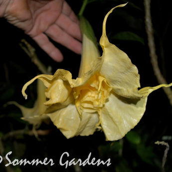 Brugmansia 'White Russian' - Unrooted Cuttings