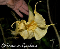Brugmansia 'White Russian' - Hybrid Angel Trumpet Plant