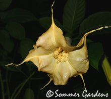 Brugmansia 'White Russian' - Hybrid Angel Trumpet Plant