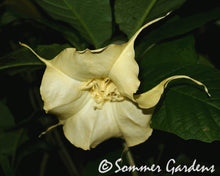 Brugmansia 'White Russian' - Unrooted Cuttings