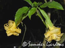 Brugmansia 'Golden Explosion' - Hybrid Angel Trumpet Plant