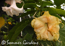 Brugmansia 'Golden Explosion' - Hybrid Angel Trumpet Plant