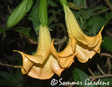 Brugmansia 'Golden Girl' - Hybrid Angel Trumpet Plant