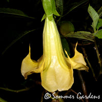 Brugmansia 'Golden Girl' - Hybrid Angel Trumpet Plant