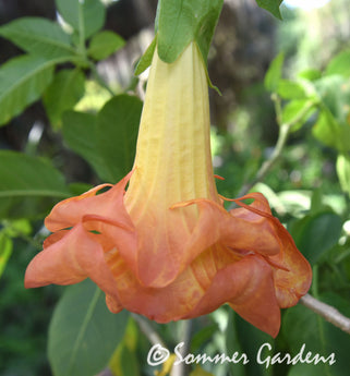 Brugmansia 'Sommer Magic' - Unrooted Cuttings