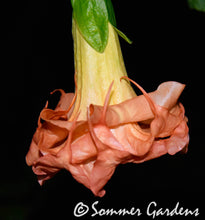 Brugmansia 'Sommer Magic' - Hybrid Angel Trumpet Plant