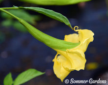 Brugmansia 'Lemon Joy' - Hybrid Angel Trumpet Plant